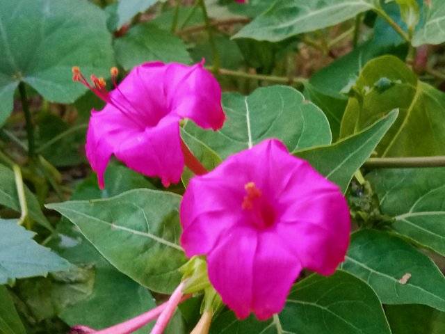 IMG_20250731_210522.jpg