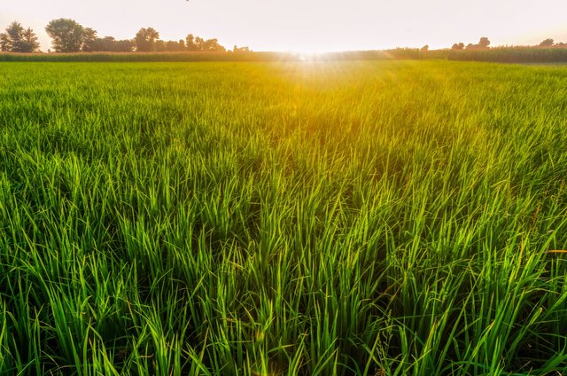 paddy-field-gf93793e21_1920.jpg