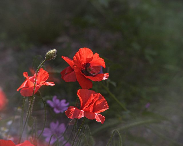 DSC07558.jpg