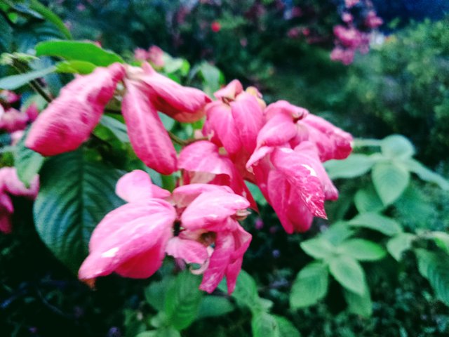 IMG_20250713_184336.jpg