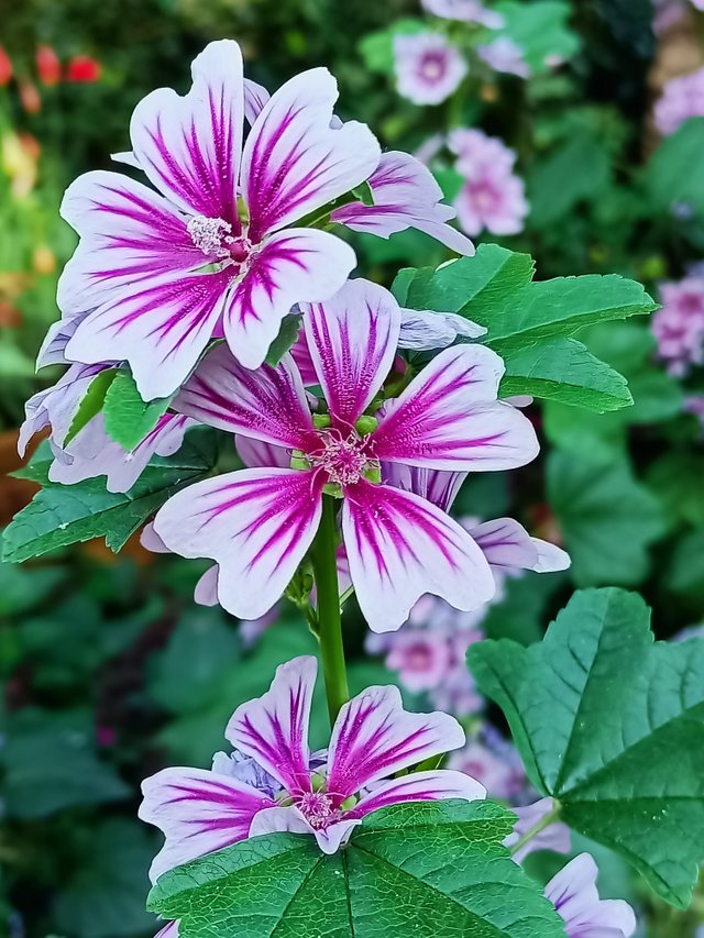 4a Cheese flower Malva sylvestris.jpg
