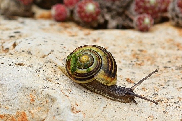 snail-5224427_640.jpg