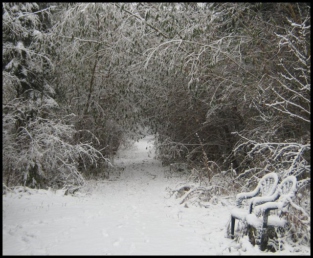 2 snowy chair by garage with snowy willow tunnel on lane.JPG