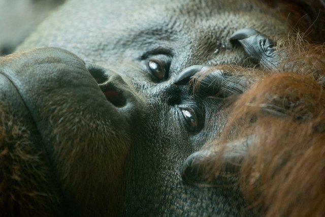 2018-06-29-HOUSTON_ZOO_Orangutans-2.jpg