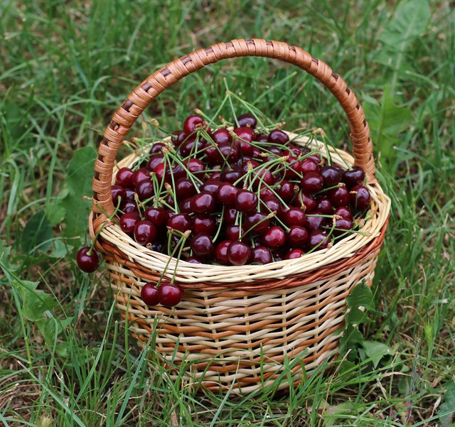 Sweet_cherries_in_basket_2018_G1.jpg