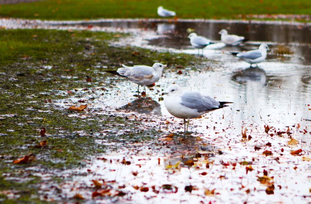 SeagullZigzagBath.jpg