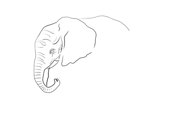 elephant (453).jpg