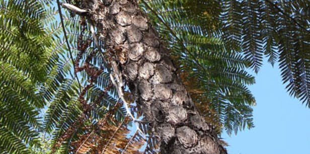 Cyathea-cooperi-main.jpg