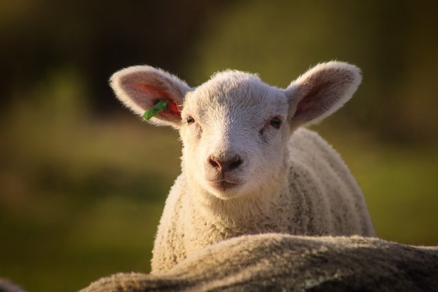 sheep-7182968_1280.jpg