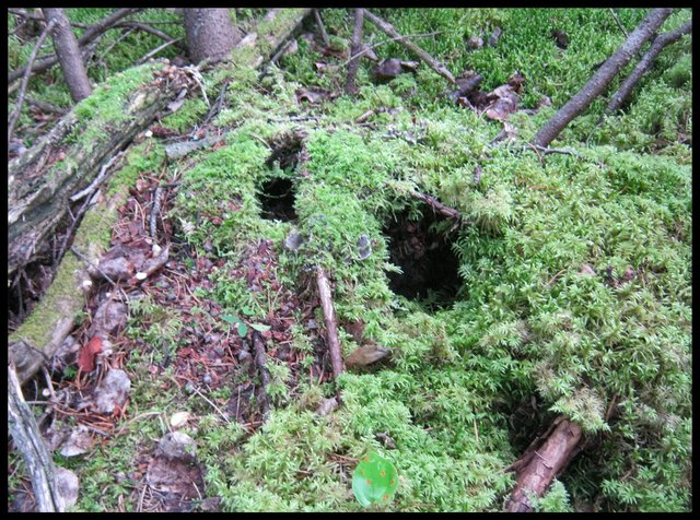mossy mound with three doorways to possible squirrel holes.JPG