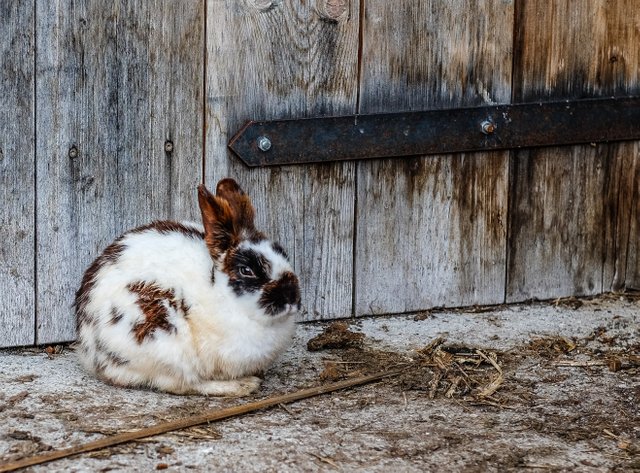 animal-bunny-rabbit-96442.jpg