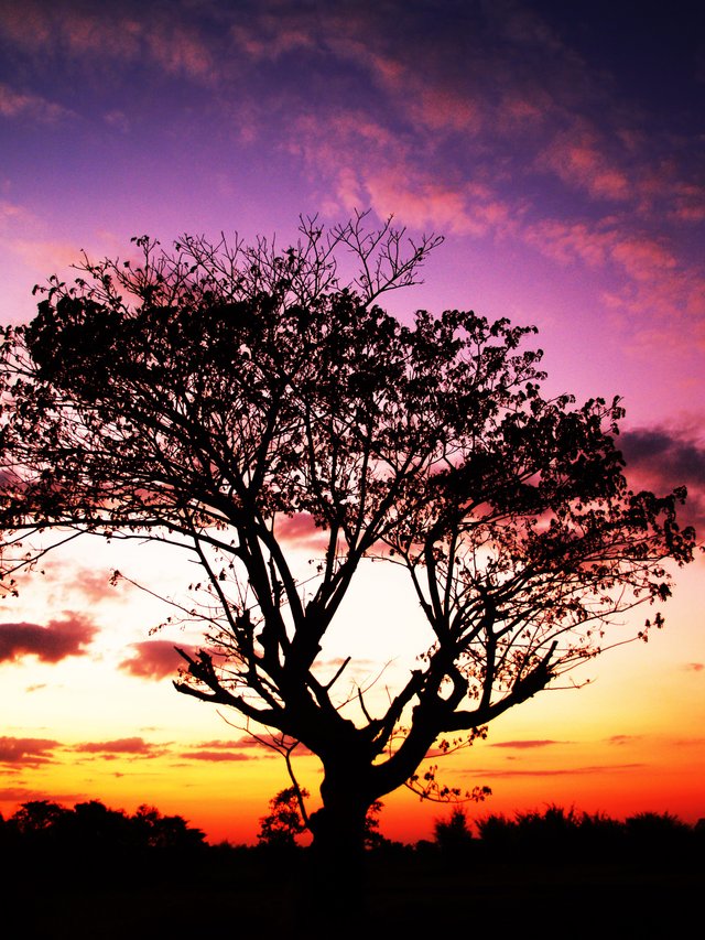 background-black-branches-clouds-216591.jpg