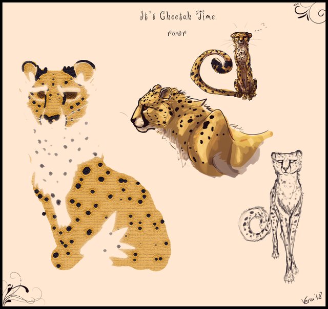 cheetahs.jpg