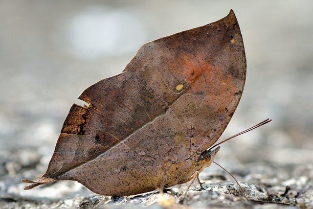 dead-leaf-butterfly.jpg