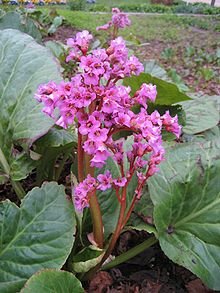 220px-Bergenia_cordifolia_(Inflorescens).jpg