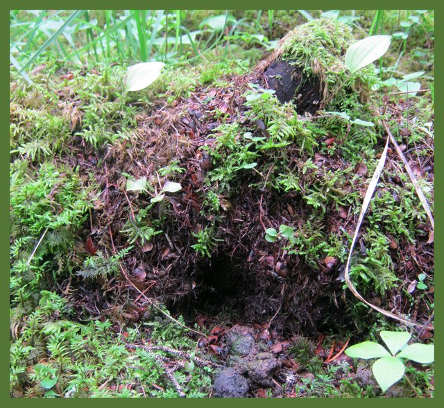 stump with moss and other tiny plants covering it.JPG