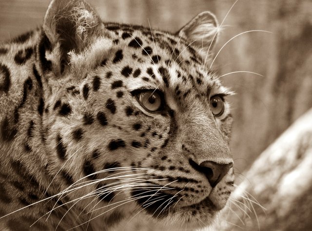 leopard-400400_1920.jpg