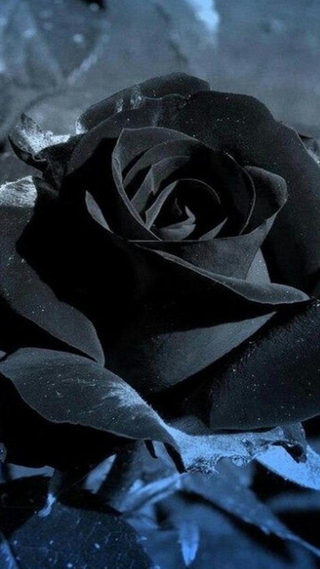 Black_Rose-2a701fd3-e89a-3203-820e-7b813a0cb5e8.jpg