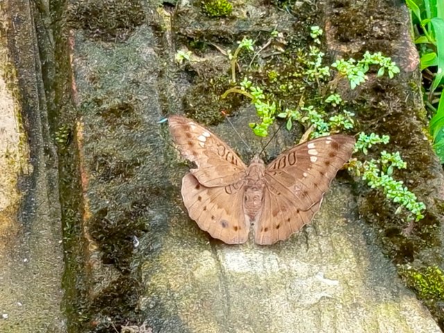 প্রজাপতি (2).jpg