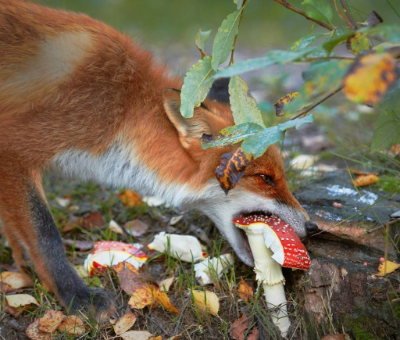fox-by-niko-pekonen.jpg