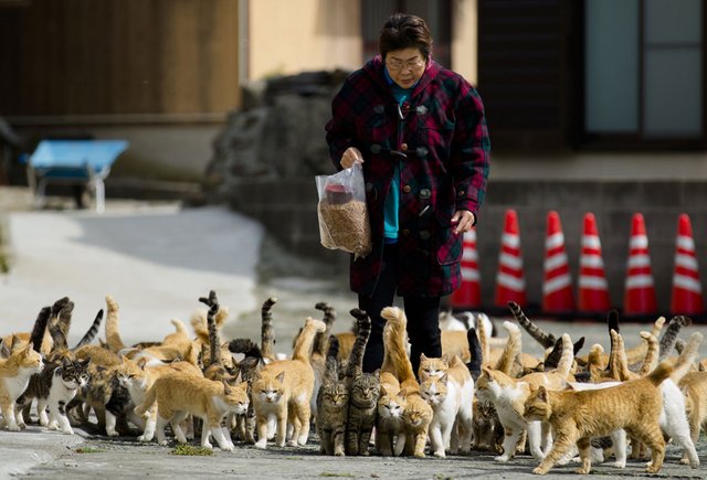 Aoshima: Japan's Island Every Crazy Cat Lady Should Visit - Malorie's  Adventures