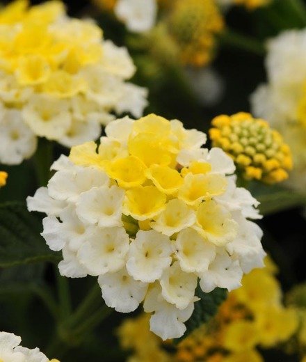 Rotary Botanical Gardens Hort Blog