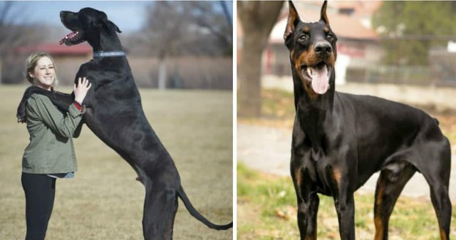 Biggest doberman best sale