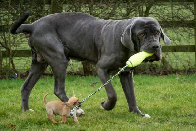 neapolitan mastiff biggest dog