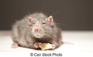 Image result for mouse eating crumbs