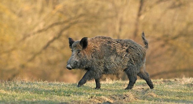 Wild Pig