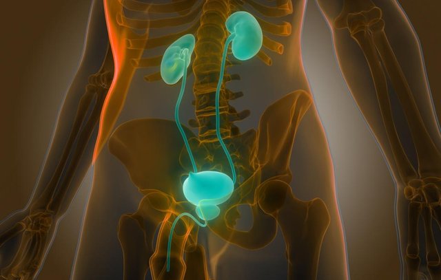 Male kidney, bladder and prostate