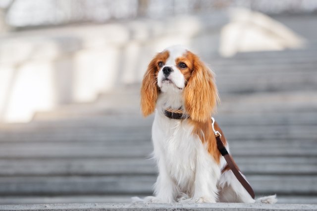 Owning a Cavalier King Charles Spaniel - Eye Envy Inc.