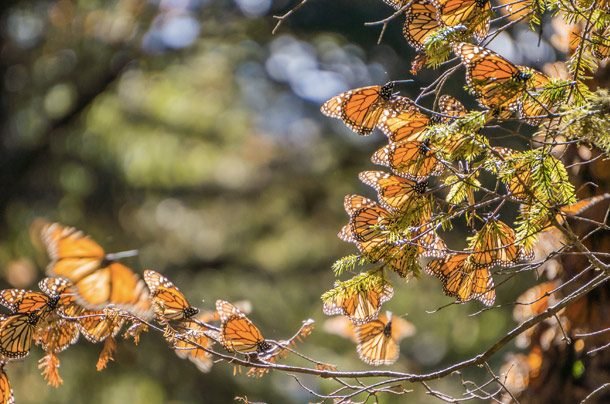 Monarch Butterfly Biosphere Reserve