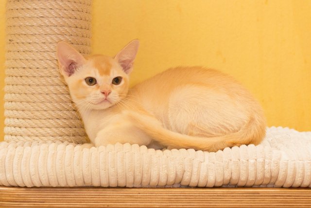 randomcat