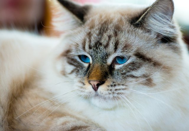 randomcat