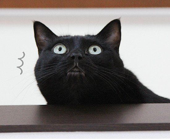 randomcat