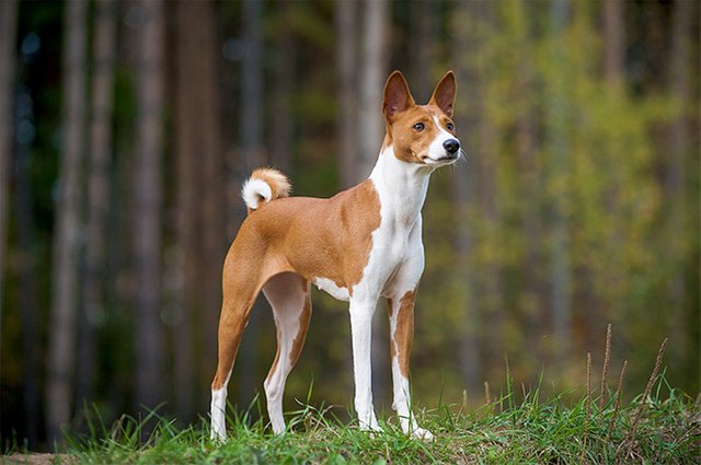 Fierce Dog Breed: The Basenji — Steemit