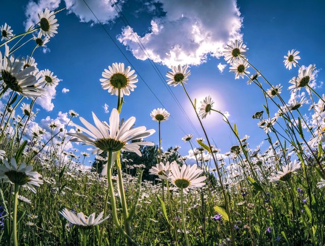 Soil Bacteria and Plants