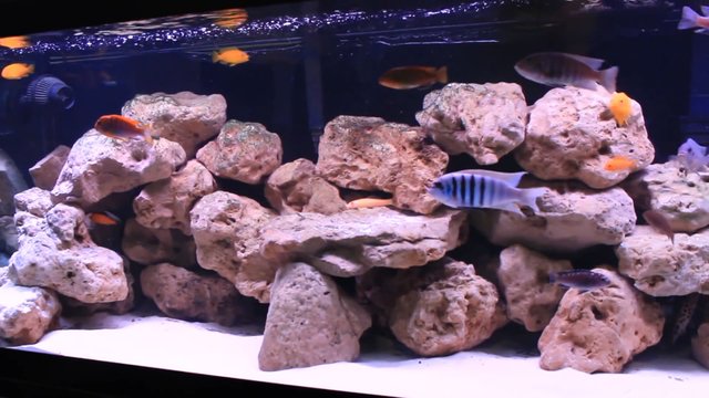 Mbuna cichlid outlet tank