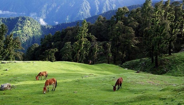 visit Chopta in uttarakhand