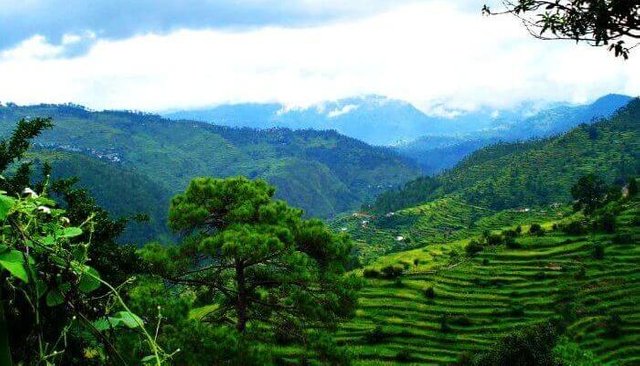 Terrace farming in Ranikhet