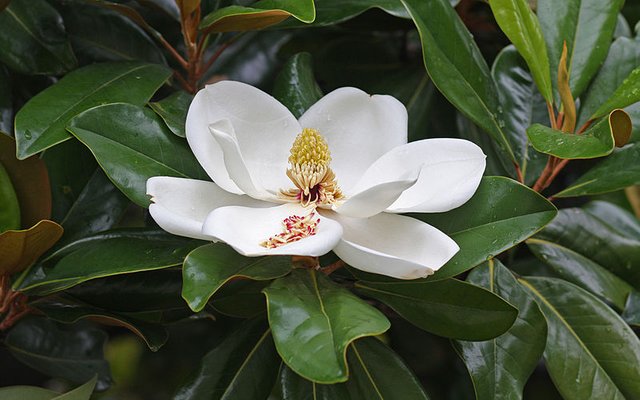 800px-Magnolia_flower_Duke_campus.jpg