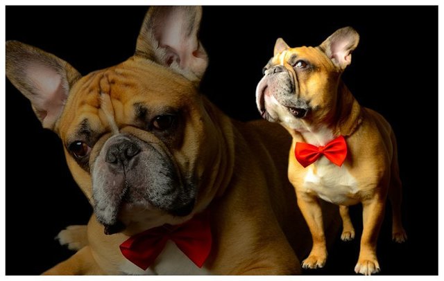french-bulldog-professional-pet-dog-photographer-new-york-new-jersey-v3