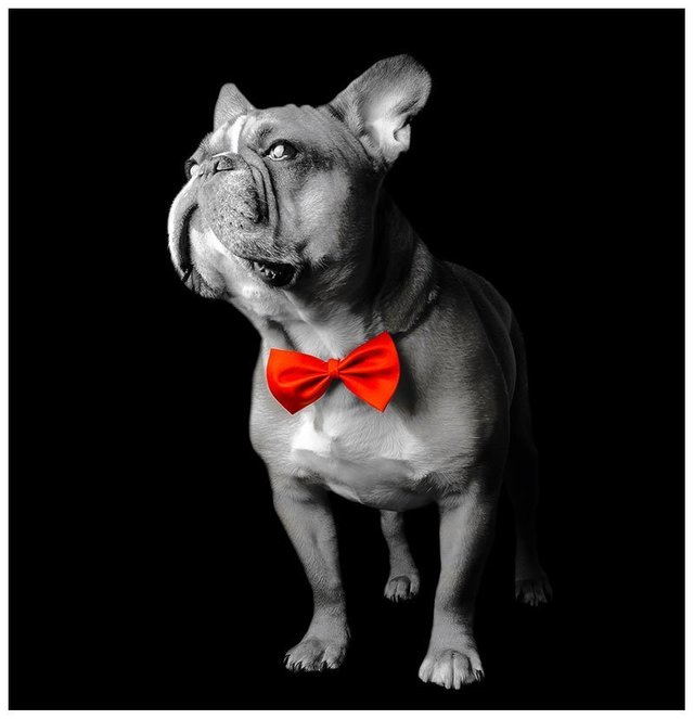 french-bulldog-professional-pet-dog-photographer-new-york-new-jersey-v7