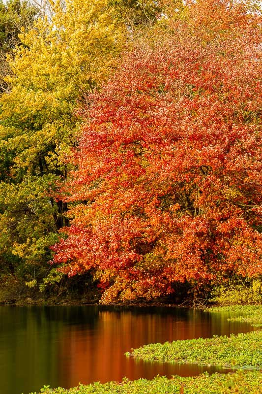 foliage autumn season Verona Park in New Jersey montclair photography art