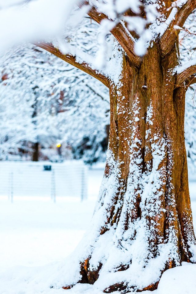 boston common frozen tree snow