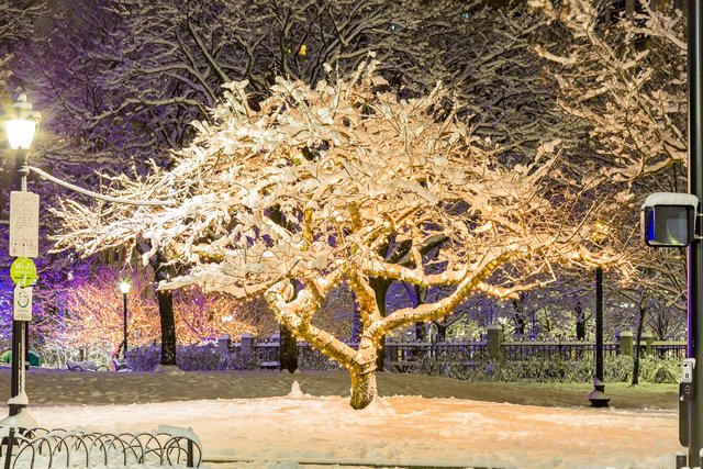 frozen boston winter trees night phot