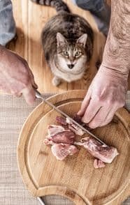 macska nyersetetés a legegészségesebb táplálék cicáknak