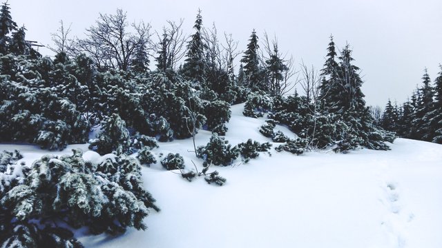   The scenery changes dramatically once the tree line is crossed. Photo by Alis Monte [CC BY-SA 4.0], via Connecting the Dots