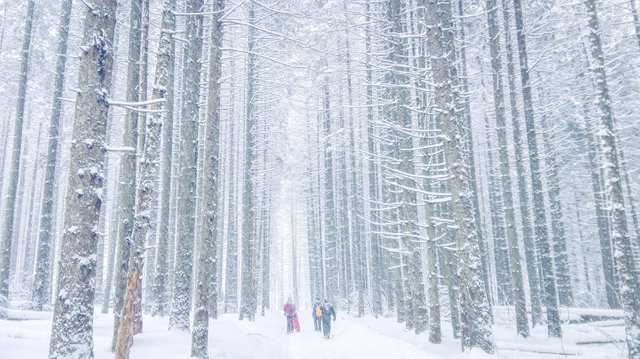   Walking through forbidden forest. Photo by Alis Monte [CC BY-SA 4.0], via Connecting the Dots